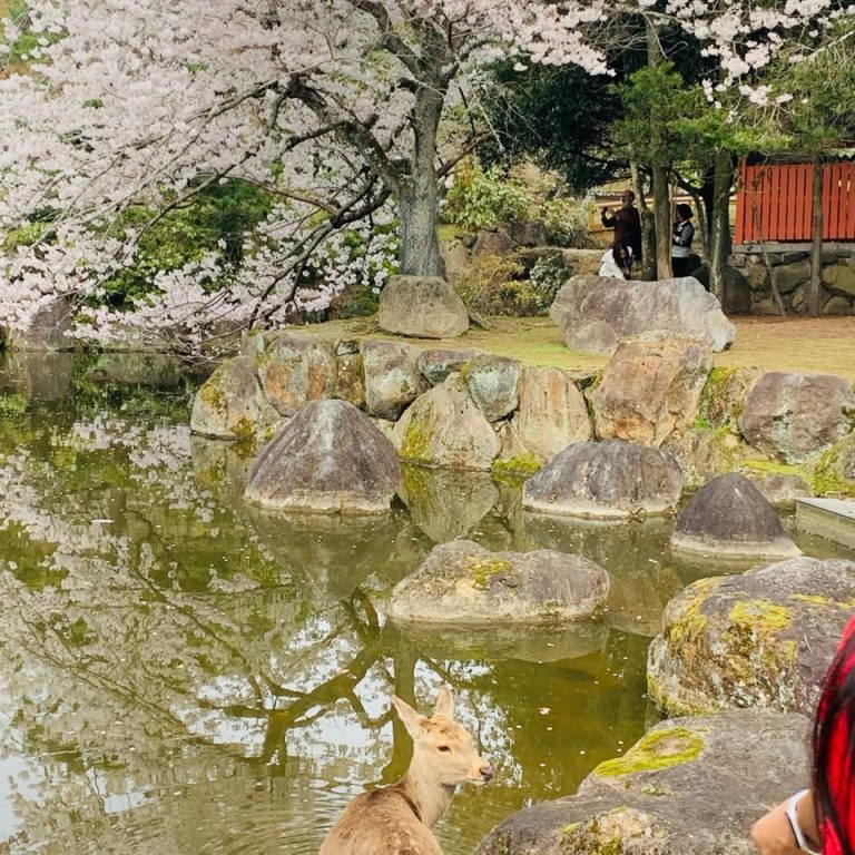 Scenic waterfront and nature in Japan